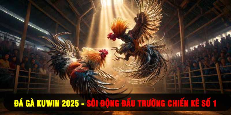 Đá Gà Kuwin 2025 - Sôi Động Đấu Trường Chiến Kê Số 1
