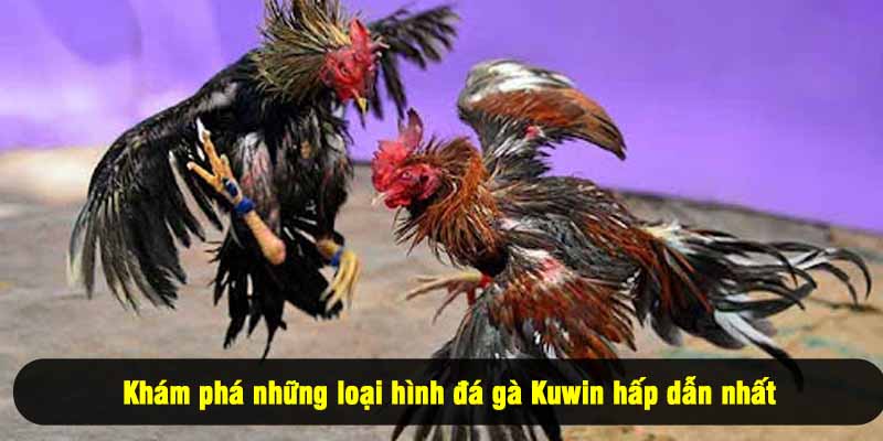 Khám phá những loại hình đá gà Kuwin hấp dẫn nhất