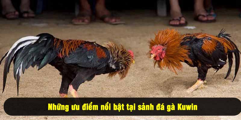 Những ưu điểm nổi bật tại sảnh đá gà Kuwin