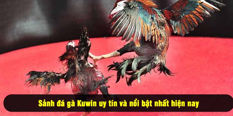 Sảnh đá gà Kuwin uy tín và nổi bật nhất hiện nay